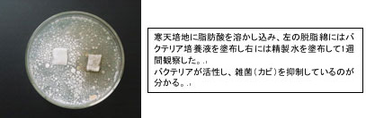 寒天培地に脂肪酸を溶かし込み、左の脱脂綿にはバクテリア培養液を塗布し右には精製水を塗布して1週間観察した。バクテリアが活性し、雑菌（カビ）を抑制しているのが分かる。