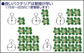 良いバクテリアは繁殖が早い（15分〜20分に1度増殖します）